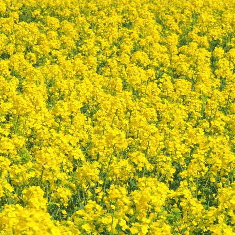 Raps bei Ascheberg Schleswig-Holstein Naturheilkunde Schmidt