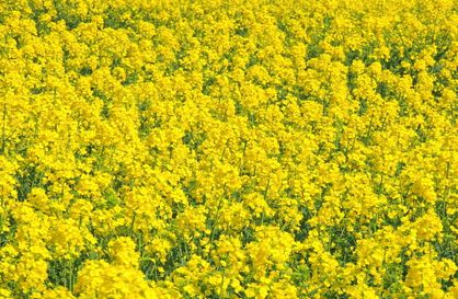 Raps bei Ascheberg Schleswig-Holstein Naturheilkunde Schmidt